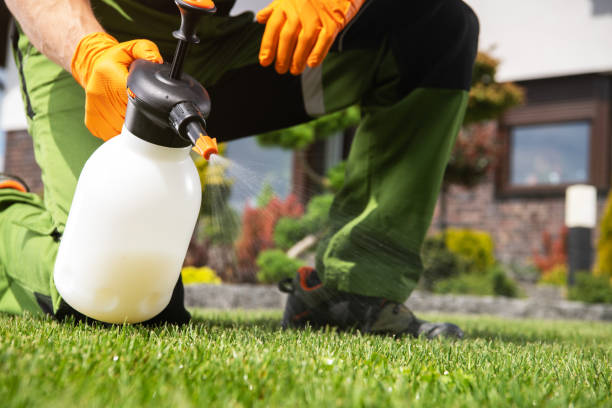 Best Residential Pest Control  in Ben Bolt, TX