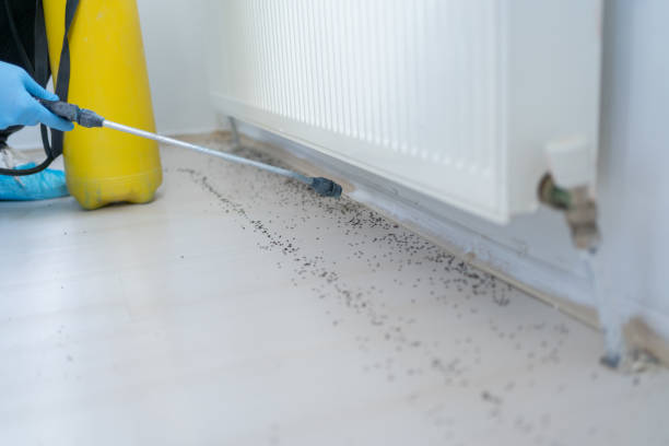 Best Termite Control Services  in Ben Bolt, TX